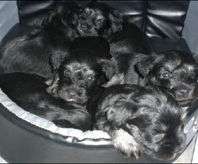 Welpen aus dem B-Wurf vom 27.01.2008