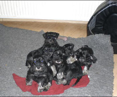 Welpen aus dem B-Wurf vom 27.01.2008