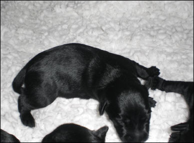 Welpen aus dem C-Wurf vom 27.11.2008