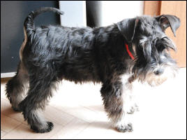 Welpen aus dem D-Wurf vom 01.01.2009