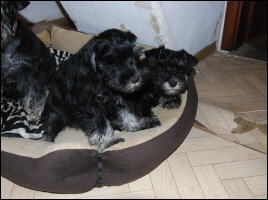 Welpen aus dem D-Wurf vom 01.01.2009