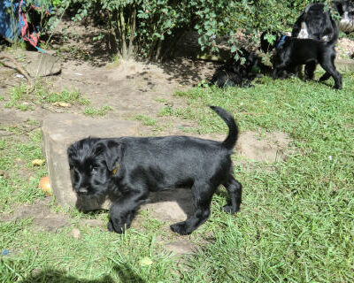 Welpen aus dem I – J Wurfes vom 18.07. u. 25.07.2011 — 6 - 9 Wochen