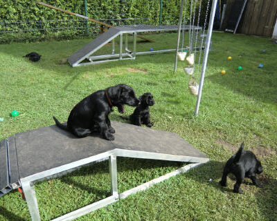Welpen aus dem I – J Wurfes vom 18.07. u. 25.07.2011 — WEITER BILDER 6-9 Wochen