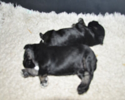Welpen aus dem L-Wurf vom 12.04.2012