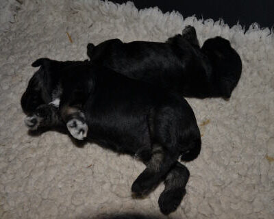Welpen aus dem L-Wurf vom 12.04.2012