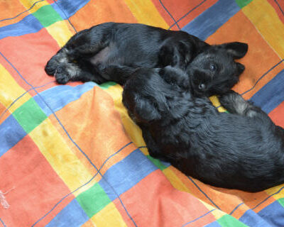 Welpen aus dem L-Wurf vom 12.04.2012
