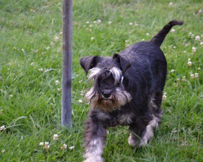 Welpen aus dem L-Wurf vom 12.04.2012