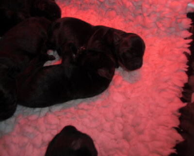 Welpen aus dem O-Wurf vom 18.01.2013 — Antjes Welpen mit 2 Wochen