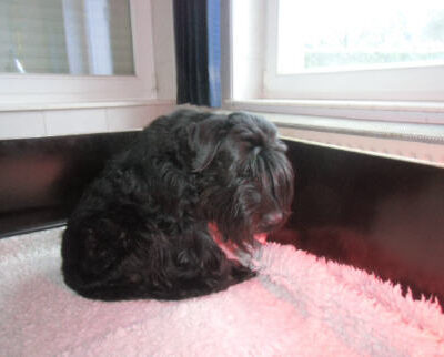 Welpen aus dem O-Wurf vom 18.01.2013 — Antjes Welpen mit 2 Wochen