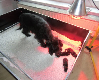 Welpen aus dem O-Wurf vom 18.01.2013 — Antjes Welpen mit 2 Wochen