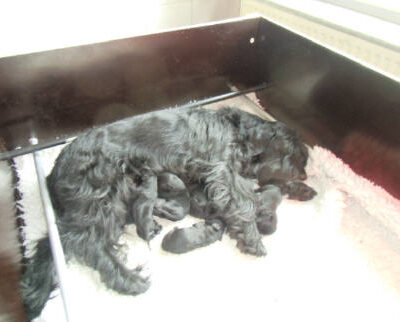 Welpen aus dem O-Wurf vom 18.01.2013 — Antjes Welpen mit 2 Wochen