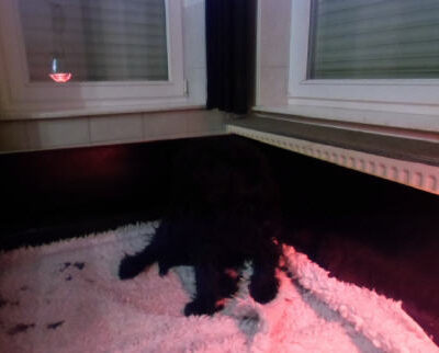 Welpen aus dem O-Wurf vom 18.01.2013 — Antjes Welpen mit 2 Wochen