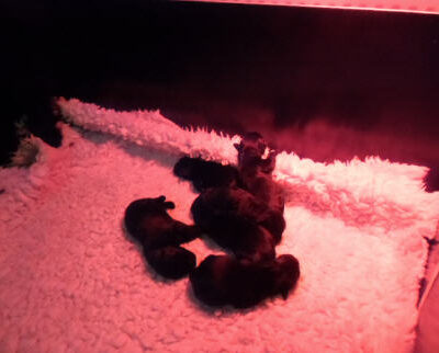 Welpen aus dem O-Wurf vom 18.01.2013 — Antjes Welpen mit 2 Wochen