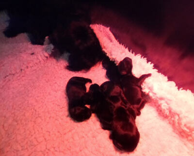 Welpen aus dem O-Wurf vom 18.01.2013 — Antjes Welpen mit 2 Wochen