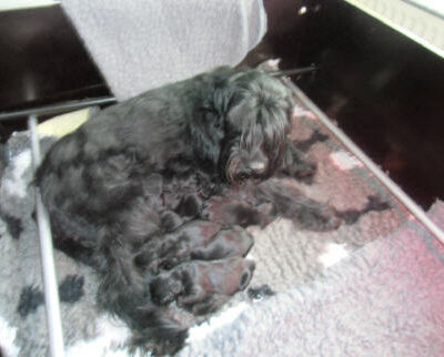 Welpen aus dem O-Wurf vom 18.01.2013 — Antjes Welpen mit 2 Wochen