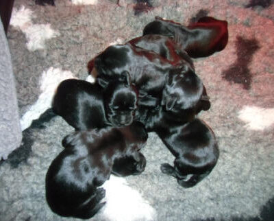 Welpen aus dem O-Wurf vom 18.01.2013 — Antjes Welpen mit 2 Wochen