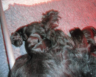Welpen aus dem O-Wurf vom 18.01.2013 — Antjes Welpen mit 2 Wochen