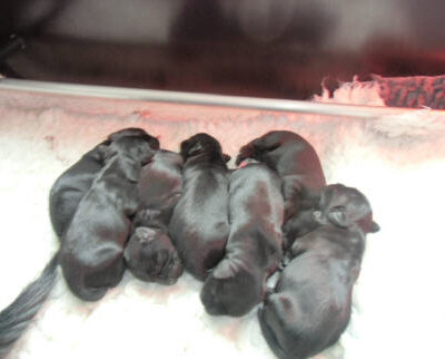 Welpen aus dem O-Wurf vom 18.01.2013 — Antjes Welpen mit 2 Wochen