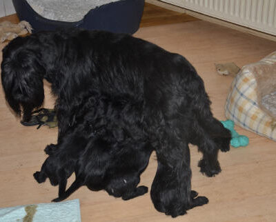 Welpen aus dem O-Wurf vom 18.01.2013 — Welpen bis knapp 7 Wochen