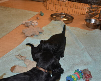 Welpen aus dem O-Wurf vom 18.01.2013 — Welpen bis knapp 7 Wochen