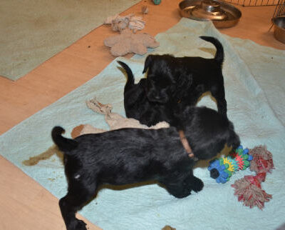 Welpen aus dem O-Wurf vom 18.01.2013 — Welpen bis knapp 7 Wochen