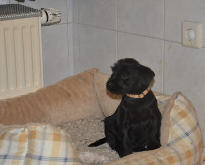 Welpen aus dem O-Wurf vom 18.01.2013 — Welpen bis knapp 7 Wochen