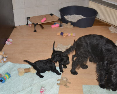 Welpen aus dem P-Wurf vom 20.01.2013 — Erster Tag mit Sonne und Wärme (15 Grad) 2013