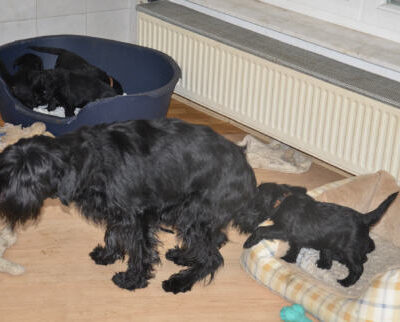 Welpen aus dem O-Wurf vom 18.01.2013 — Welpen bis knapp 7 Wochen