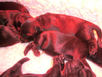 Welpen aus dem O-Wurf vom 18.01.2013 — Mit 2 Wochen