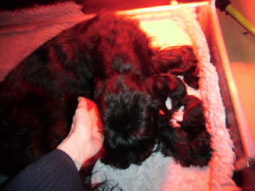 Welpen aus dem O-Wurf vom 18.01.2013 — Mit 2 Wochen