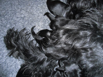 Welpen aus dem O-Wurf vom 18.01.2013 — Mit 2 Wochen
