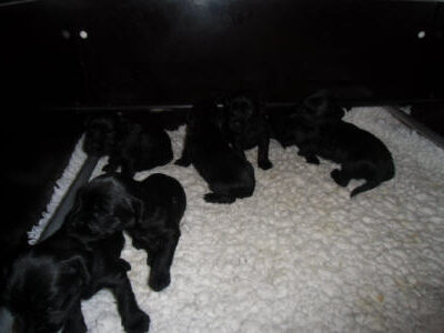 Welpen aus dem O-Wurf vom 18.01.2013 — Antjes Welpen mit 3 und 4 Wochen