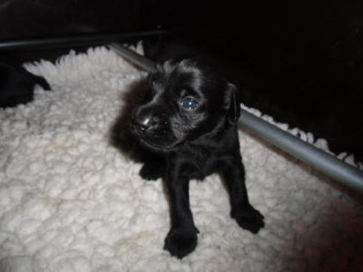 Welpen aus dem O-Wurf vom 18.01.2013 — Antjes Welpen mit 3 und 4 Wochen
