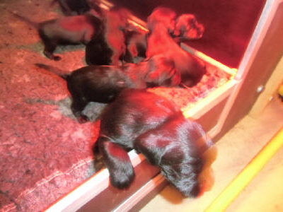 Welpen aus dem O-Wurf vom 18.01.2013 — Antjes Welpen mit 3 und 4 Wochen