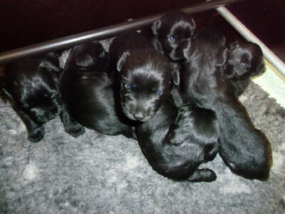 Welpen aus dem O-Wurf vom 18.01.2013 — Antjes Welpen mit 3 und 4 Wochen