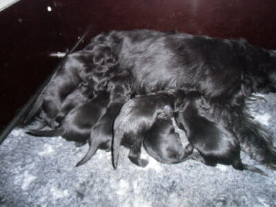 Welpen aus dem O-Wurf vom 18.01.2013 — Antjes Welpen mit 3 und 4 Wochen