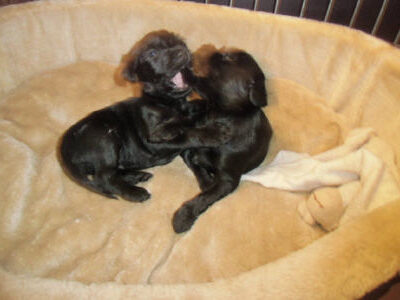 Welpen aus dem O-Wurf vom 18.01.2013 — Antjes Welpen mit 3 und 4 Wochen