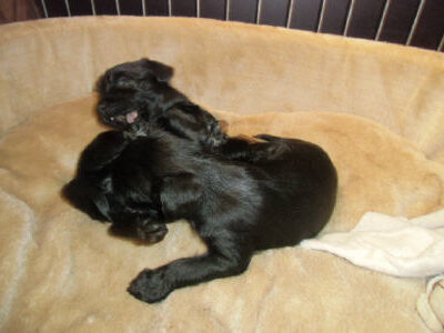 Welpen aus dem O-Wurf vom 18.01.2013 — Antjes Welpen mit 3 und 4 Wochen