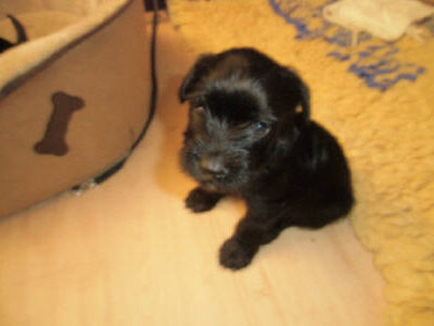 Welpen aus dem O-Wurf vom 18.01.2013 — Antjes Welpen mit 3 und 4 Wochen