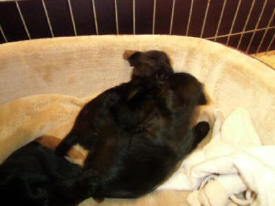 Welpen aus dem O-Wurf vom 18.01.2013 — Antjes Welpen mit 3 und 4 Wochen