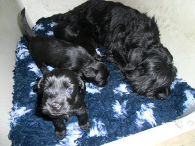 Welpen aus dem O-Wurf vom 18.01.2013 — Antjes Welpen mit 3 und 4 Wochen