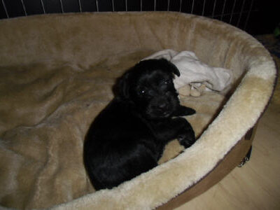 Welpen aus dem O-Wurf vom 18.01.2013 — Antjes Welpen mit 3 und 4 Wochen