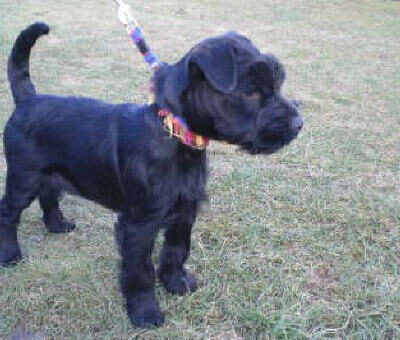 Welpen aus dem Nachkommen des A – B Wurfes 2008