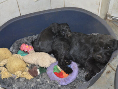 Welpen aus dem Würfe O-P-Q 2013 — Welpen mit 8 Wochen vom Q-Wurf