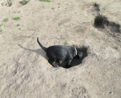 Welpen aus dem R – S Würfe 2014 — 6-8 Woche