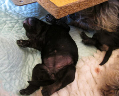 Welpen aus dem T-Wurf vom 01.05.2014 — Bis 4 Wochen bom 01.05.2014