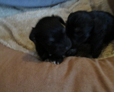 Welpen aus dem T-Wurf vom 01.05.2014 — Bis 4 Wochen bom 01.05.2014