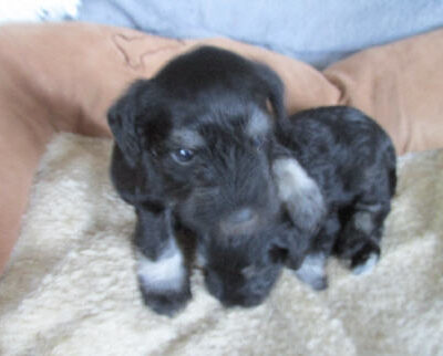 Welpen aus dem T-Wurf vom 01.05.2014 — Bis 4 Wochen bom 01.05.2014