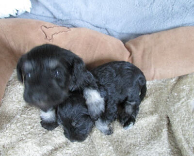 Welpen aus dem T-Wurf vom 01.05.2014 — Bis 4 Wochen bom 01.05.2014
