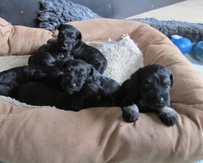 Welpen aus dem T-Wurf vom 01.05.2014 — Bis 4 Wochen bom 01.05.2014